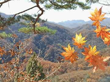 澳门六开彩天天开奖结果 开奖记录表查询功能介绍